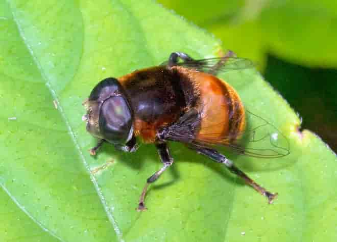 昆虫図鑑・オオハナアブ
